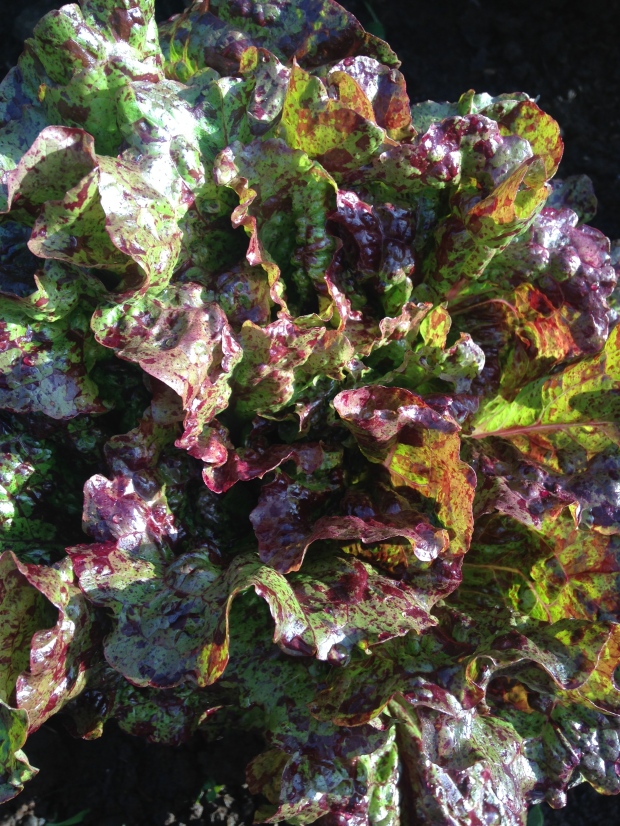 garden lettuce